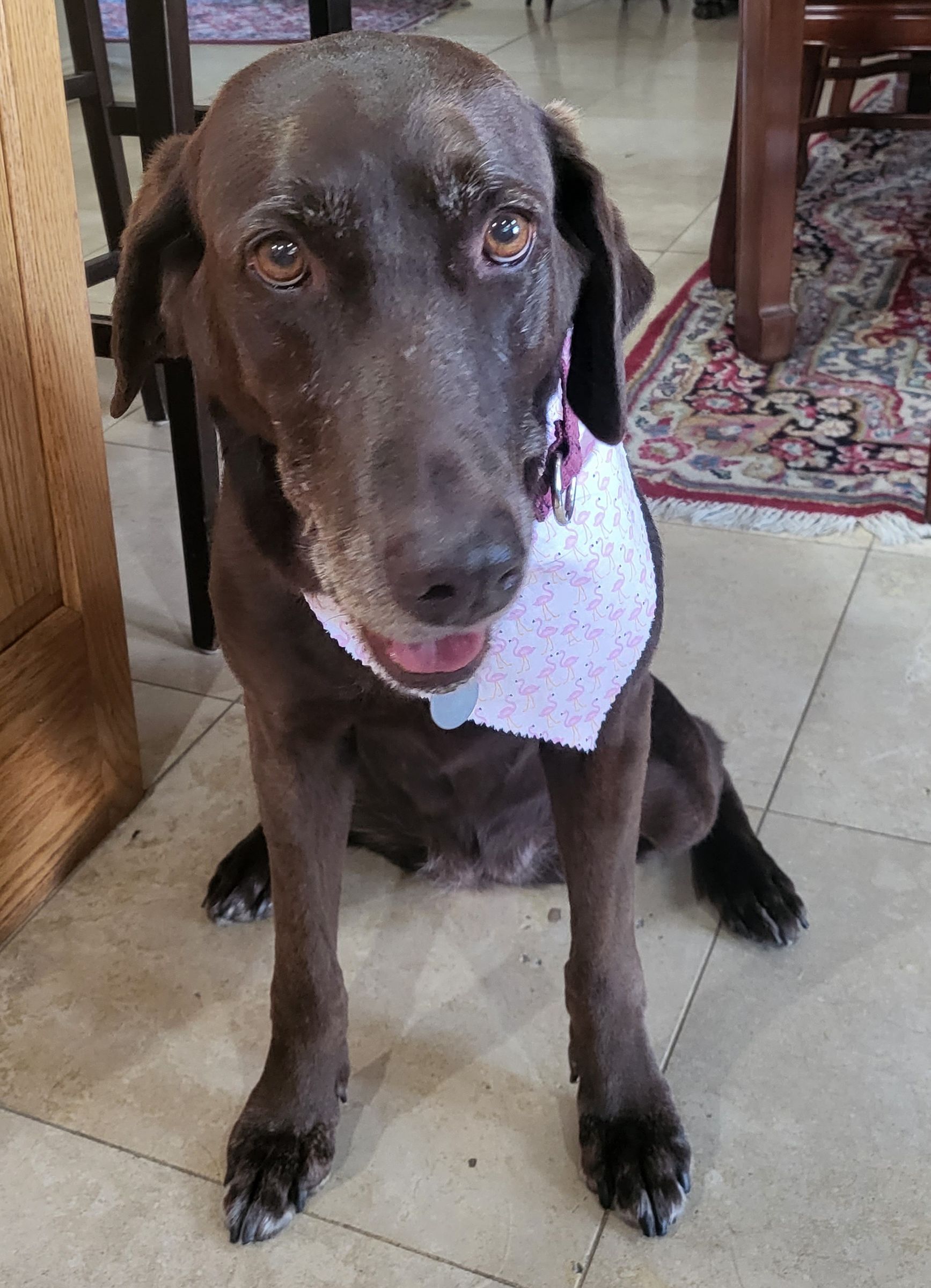 Chocolate Lab wearing a bandana after a bath