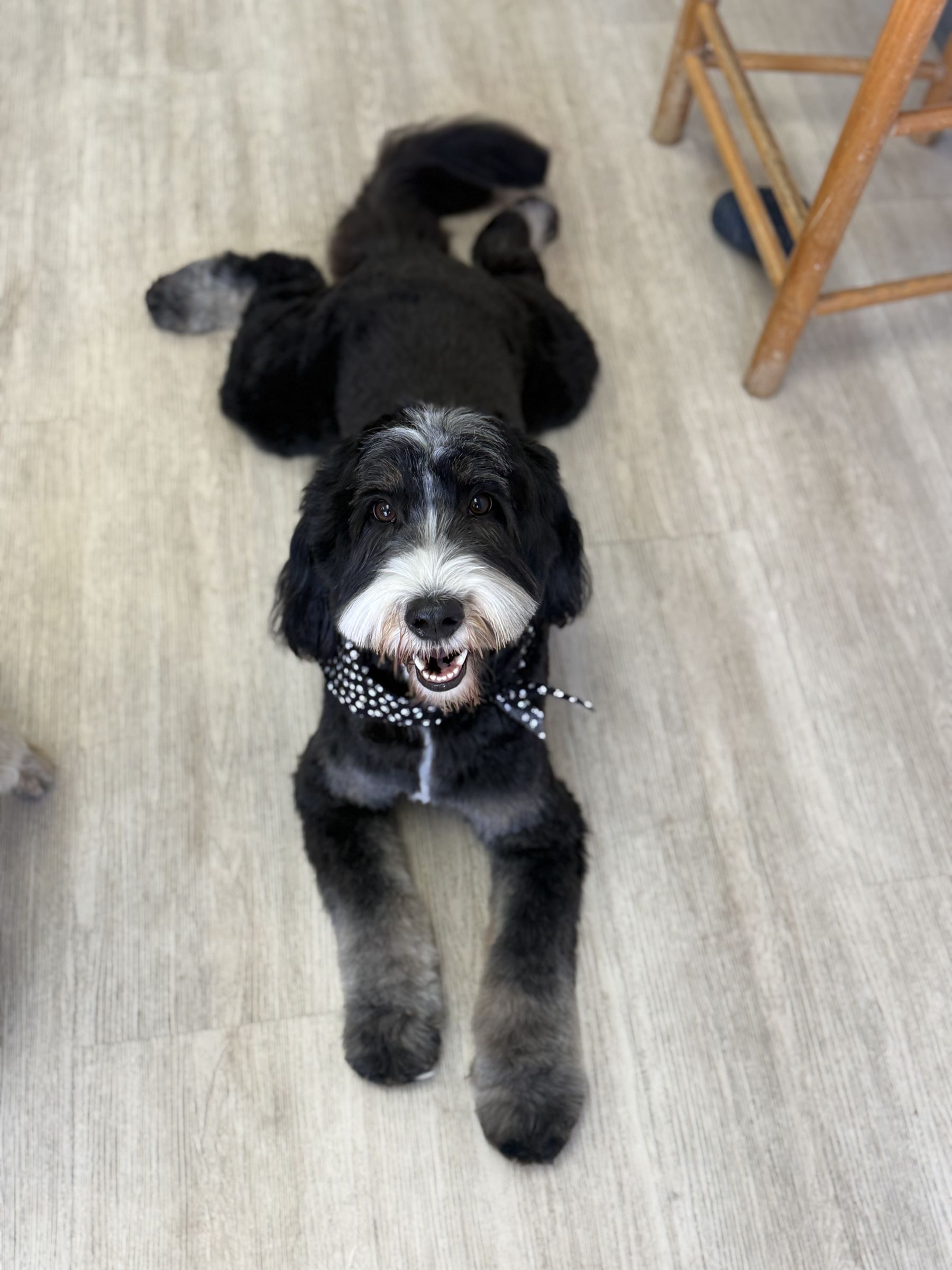 Black-and-white doodle lying on the salon floor after a groom