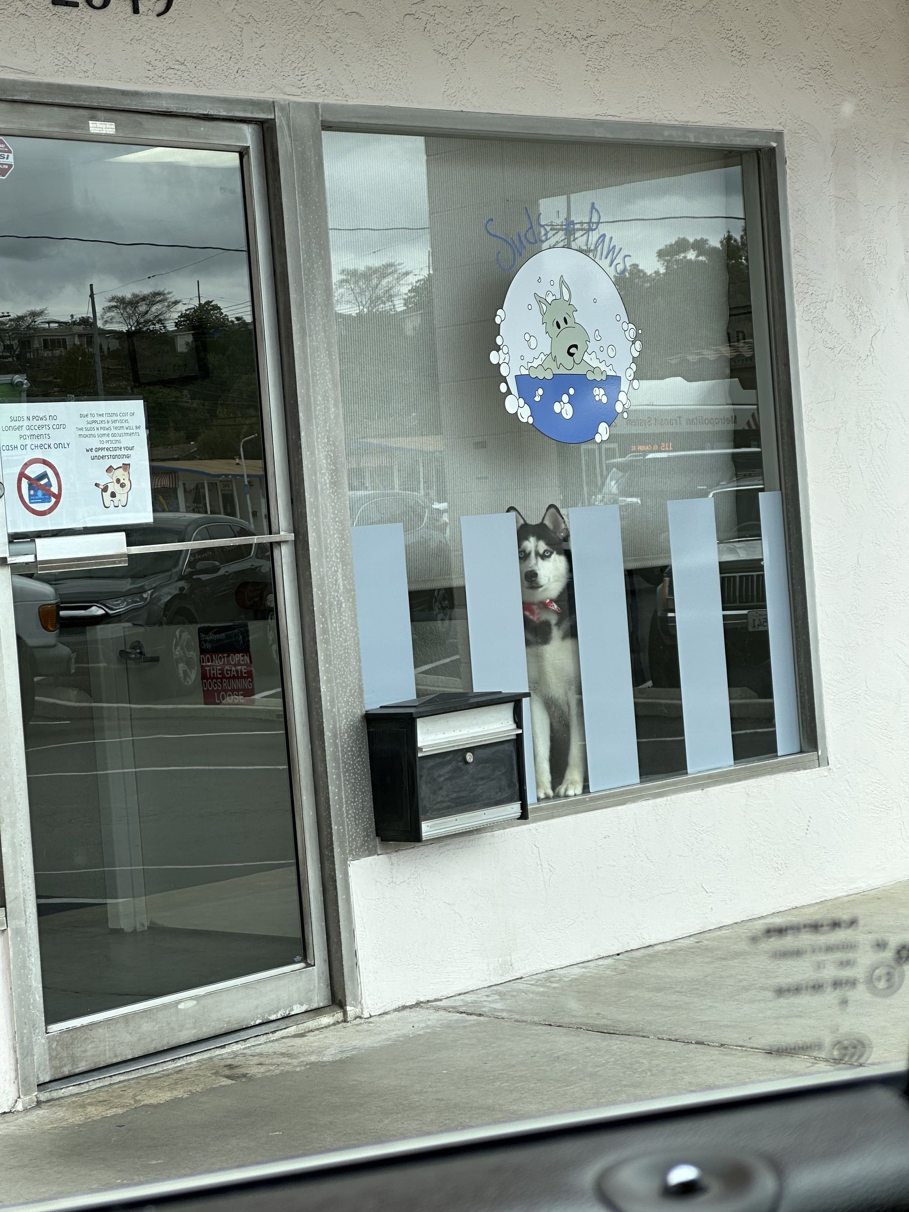 Suds N’ Paws storefront door with the bubble-bath dog logo