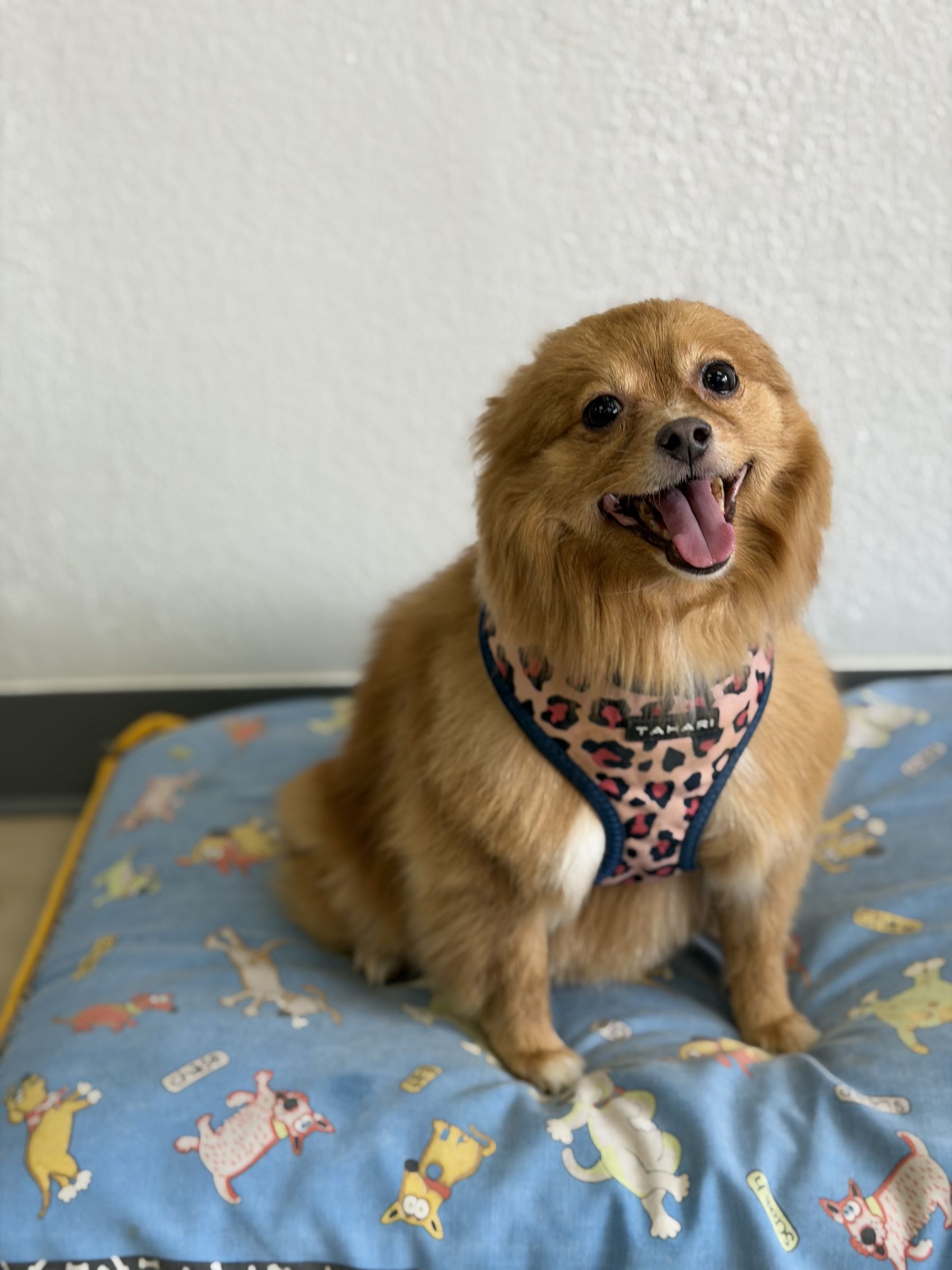 Fluffy orange Pomeranian mix relaxing on a dog bed after a bath