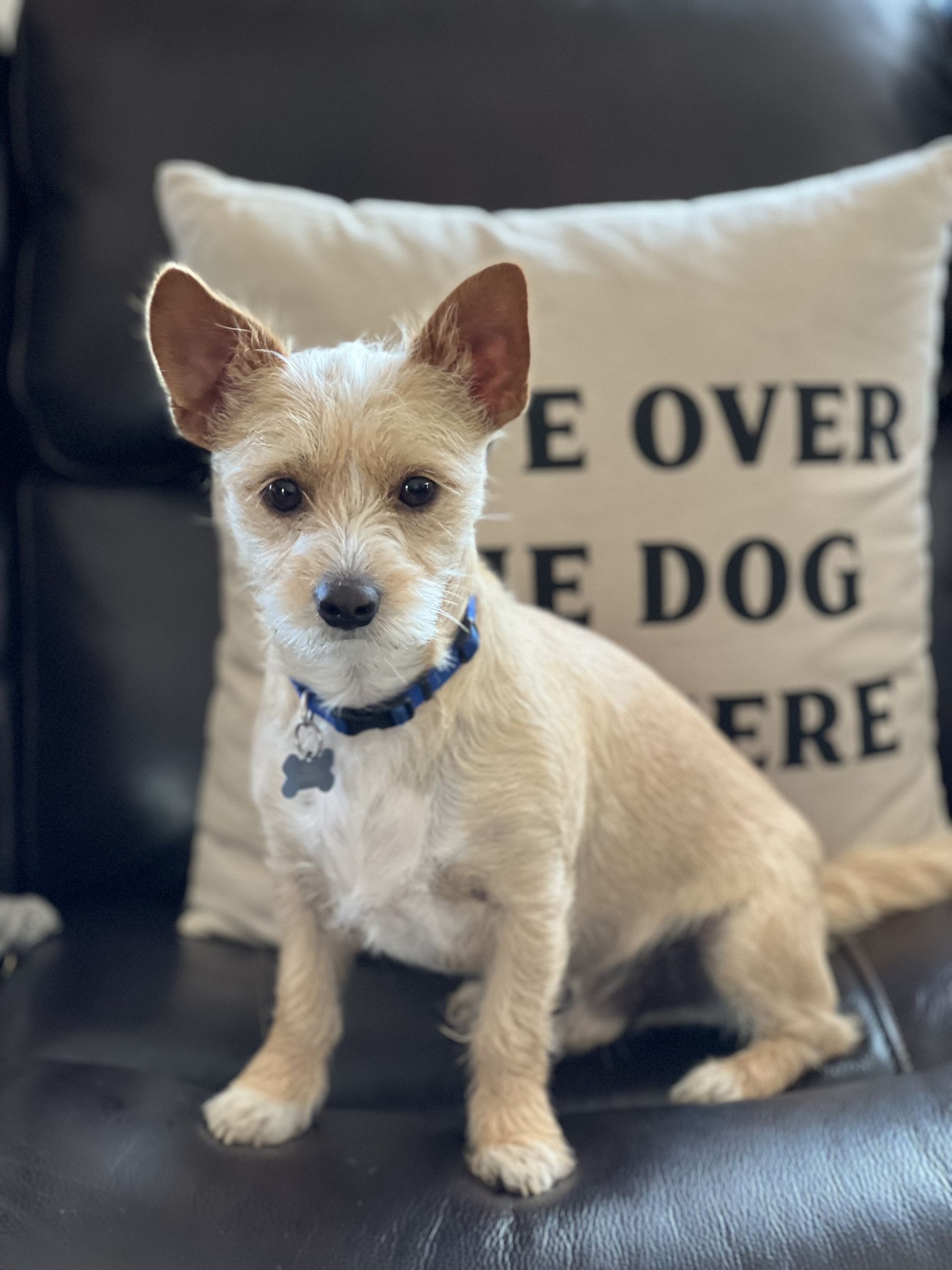 Freshly groomed terrier resting on a pillow